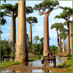 Baobab Baobab